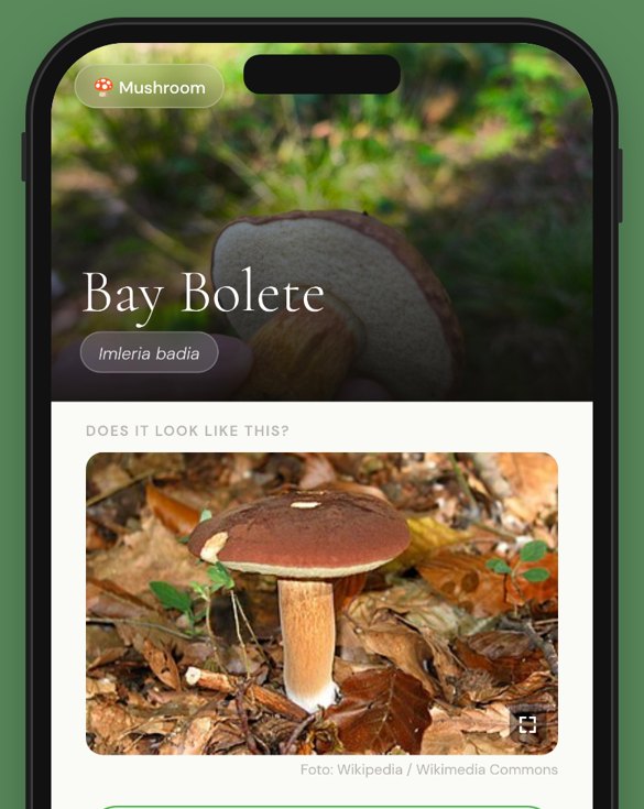 Mushroom result with look-alike photo